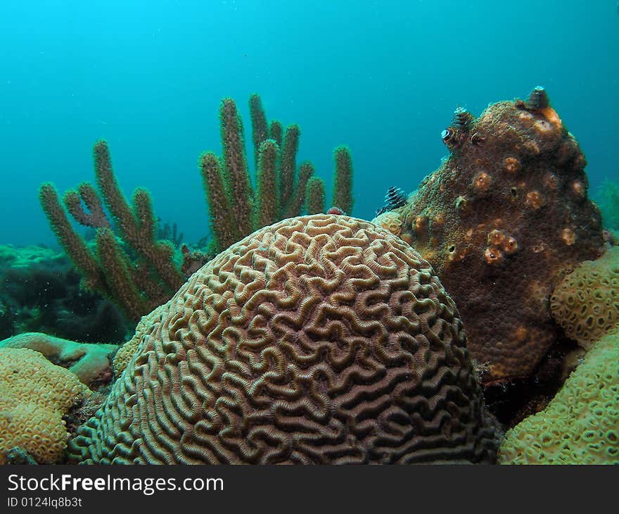 Coral Reef and Christmas Trees