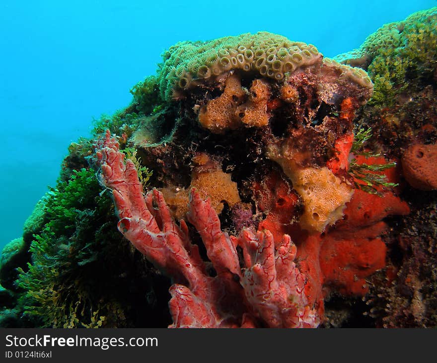 This colorful image was taken just south of Port Everglades and a mile off shore. Dania, Florida. A reef called the Barracuda Reef. Great dive site. This colorful image was taken just south of Port Everglades and a mile off shore. Dania, Florida. A reef called the Barracuda Reef. Great dive site