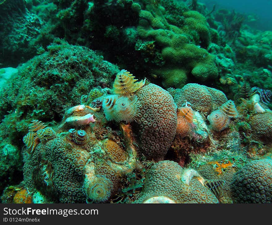 Coral Reef And Christmas Trees