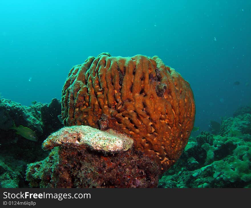 This coral was taken just south of Port Everglades and a mile off shore. Dania, Florida. A reef called the Barracuda Reef. Great dive site. This coral was taken just south of Port Everglades and a mile off shore. Dania, Florida. A reef called the Barracuda Reef. Great dive site