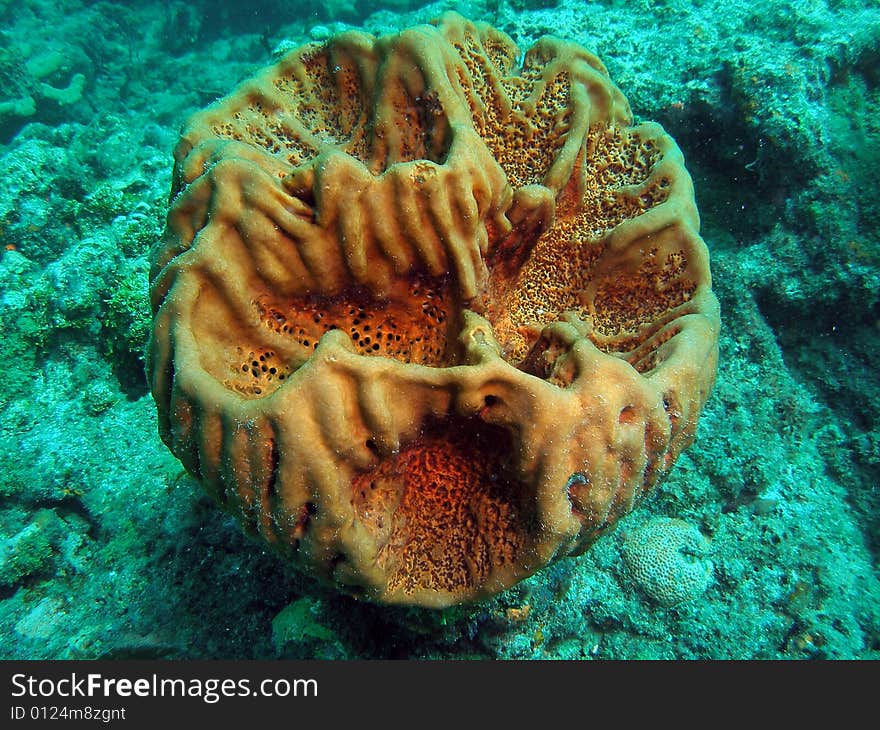 Barrel Coral