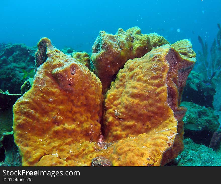 This image was taken just south of Port Everglades and a mile off shore. Dania, Florida. A reef called the Barracuda Reef. Great dive site. This image was taken just south of Port Everglades and a mile off shore. Dania, Florida. A reef called the Barracuda Reef. Great dive site