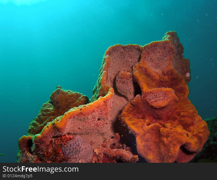 This image was taken just south of Port Everglades and a mile off shore. Dania, Florida. A reef called the Barracuda Reef. Great dive site. This image was taken just south of Port Everglades and a mile off shore. Dania, Florida. A reef called the Barracuda Reef. Great dive site