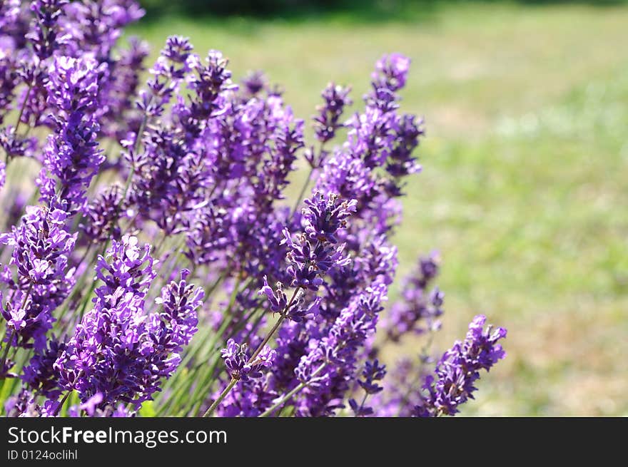 Lavender Field at annual lavender festival at Port Angeles, Washington. Lavender Field at annual lavender festival at Port Angeles, Washington