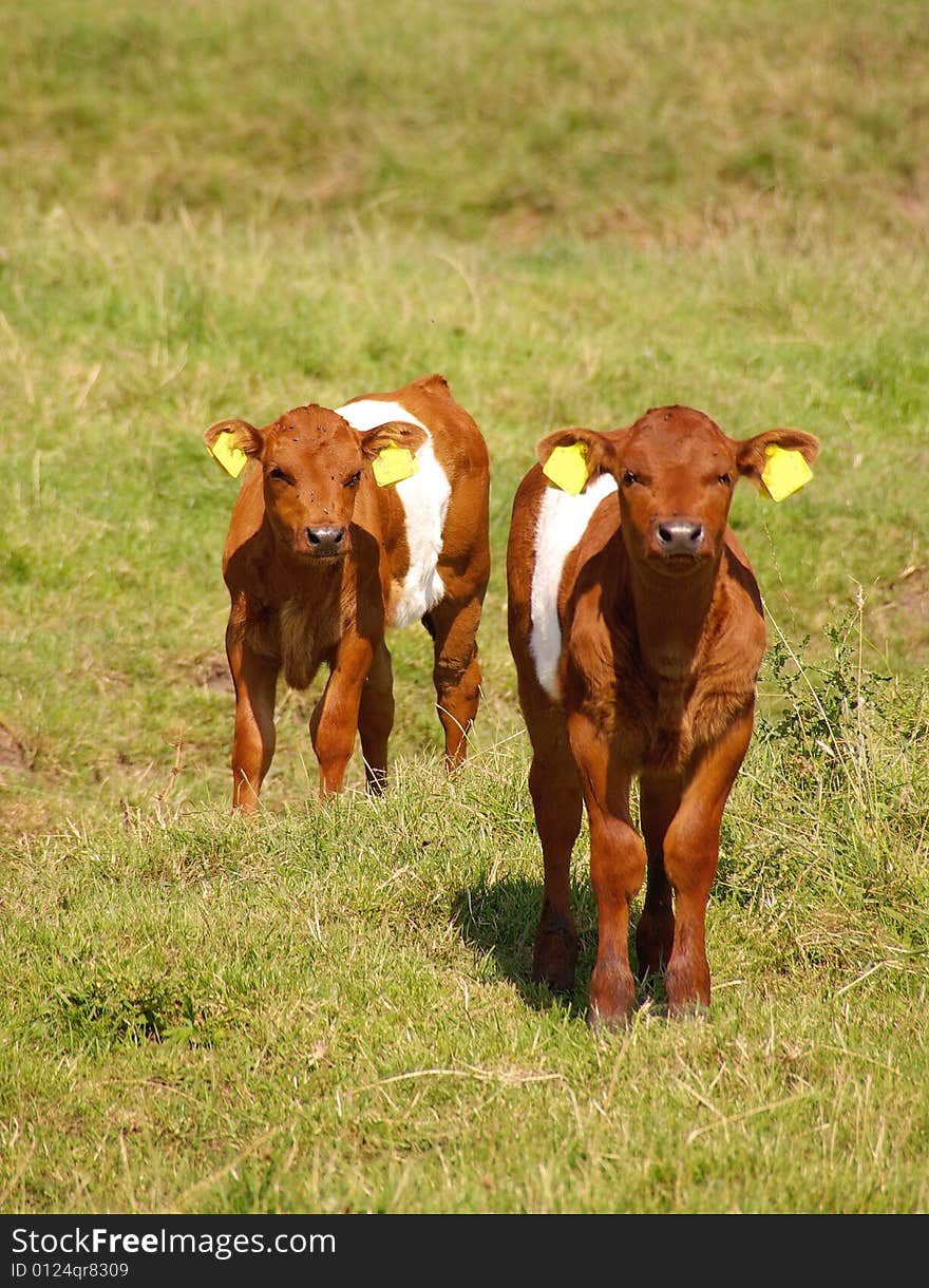 Two dutch belted calfs in a meadow. Two dutch belted calfs in a meadow