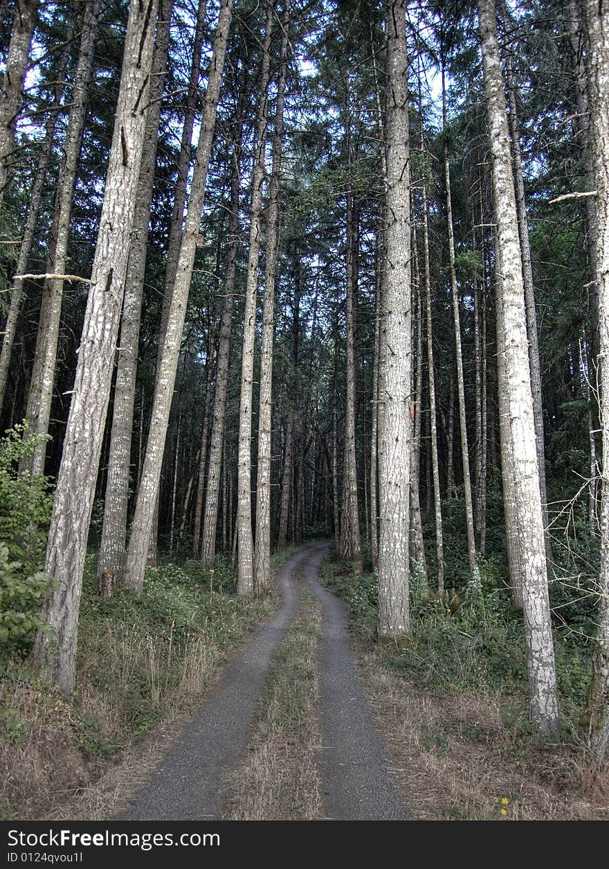 A road that goes into a dark forest. A road that goes into a dark forest