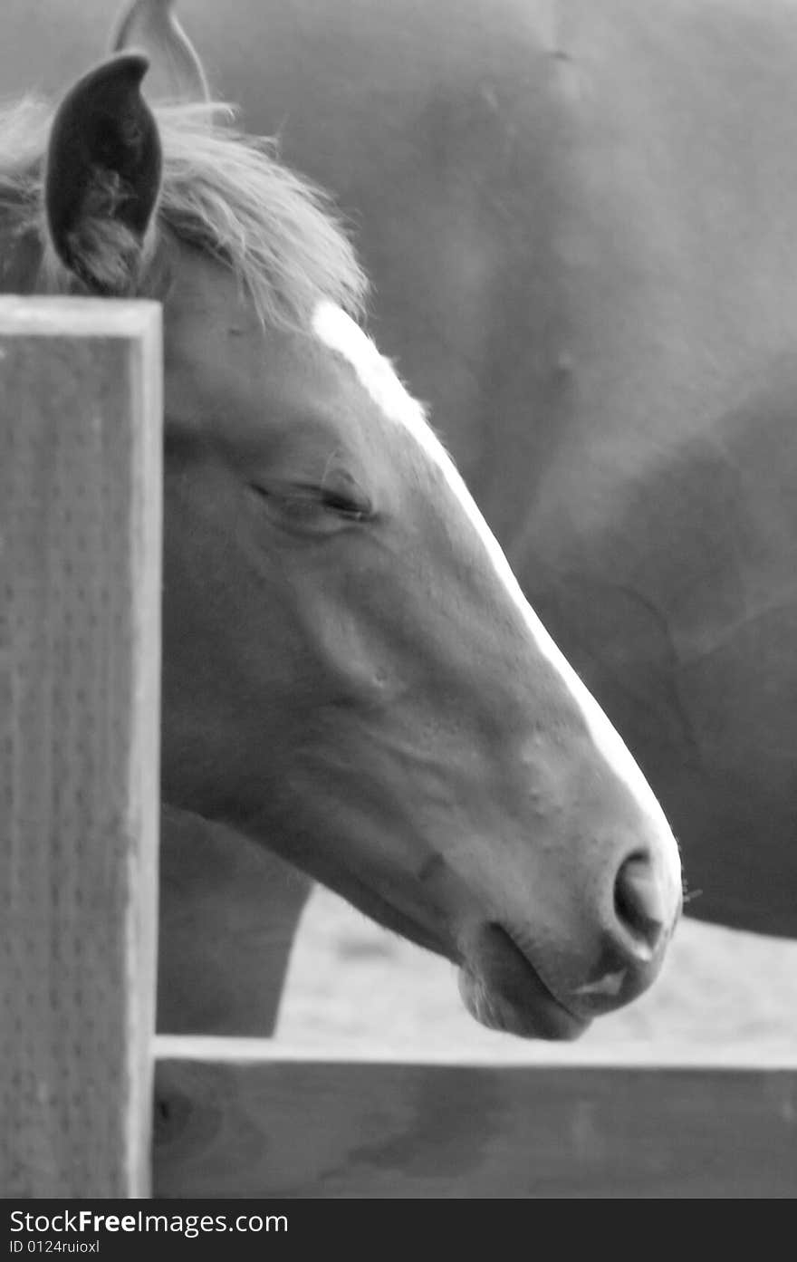 Black and white image of a horse smiling if upbeat eyes and smile. Black and white image of a horse smiling if upbeat eyes and smile