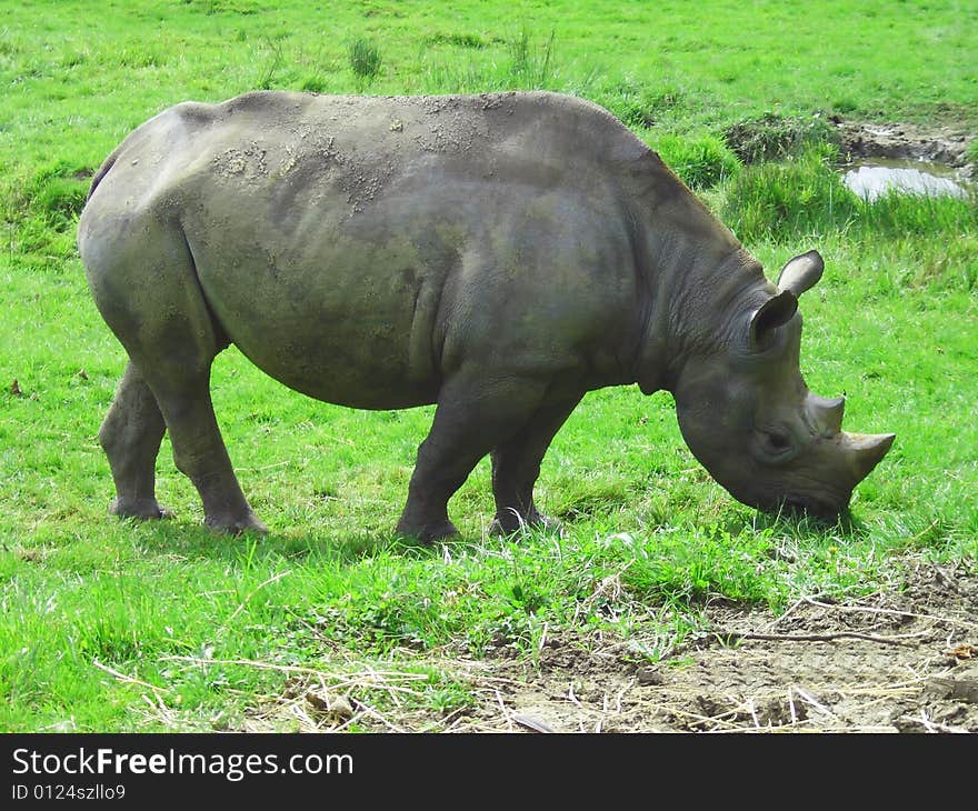 Grey Rhino in a Zoo in England