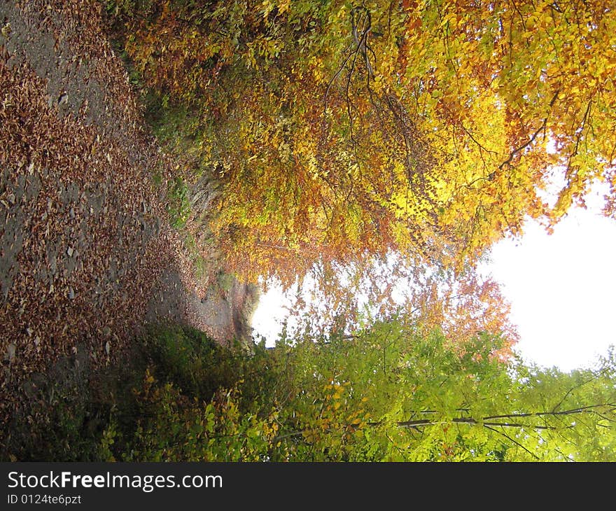 Autumn road in the Carpathians