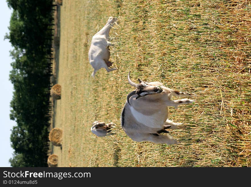 Three goats are grazed