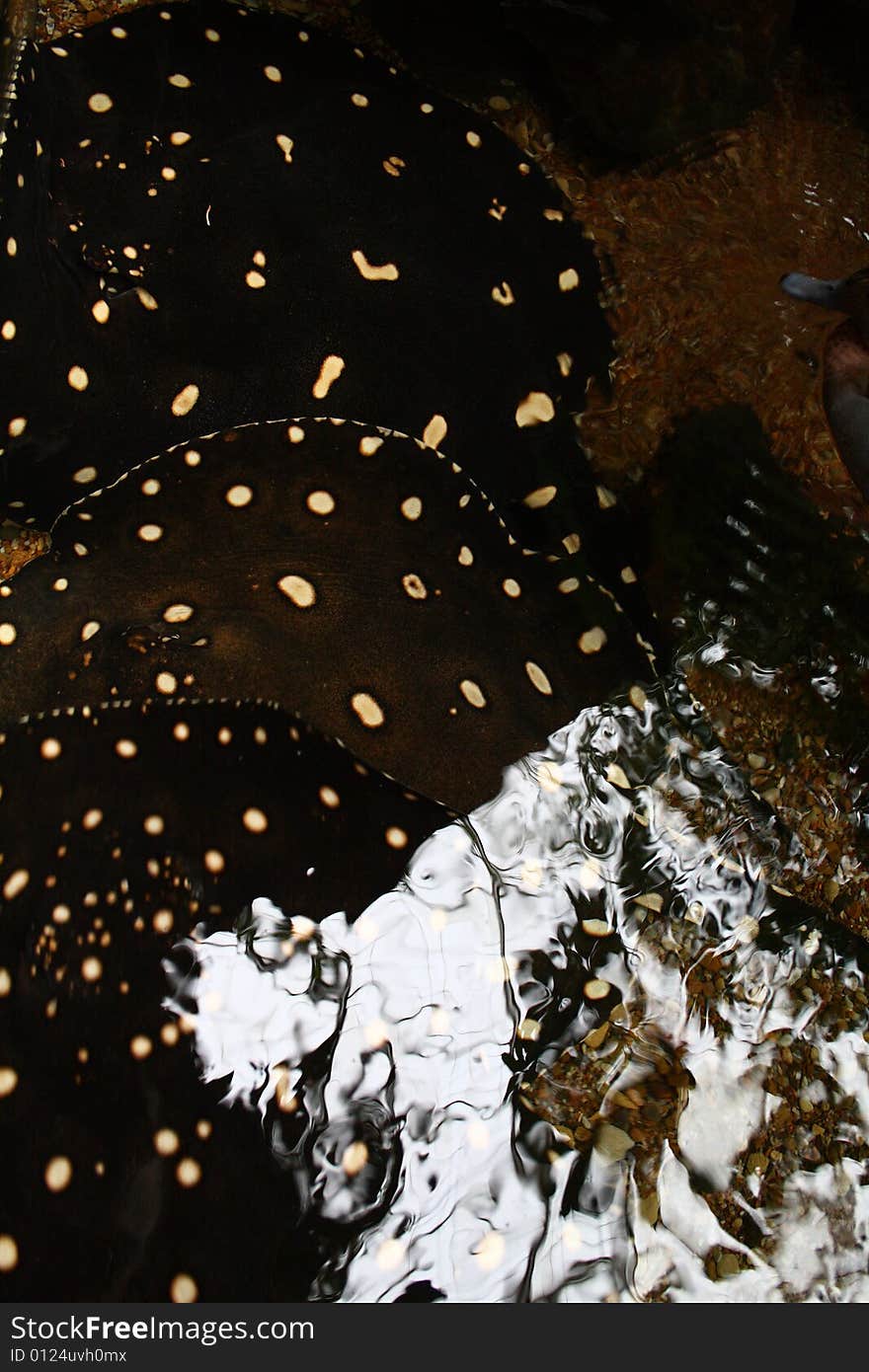 Speckeld Stingrays Feeding