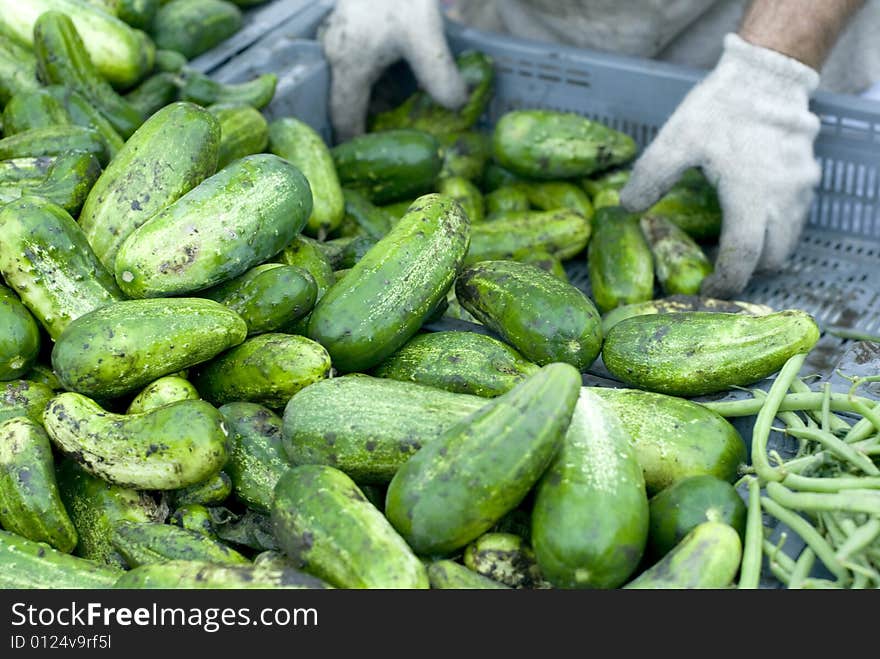 Shiny green cucumbers being delivered to a market. Shiny green cucumbers being delivered to a market.