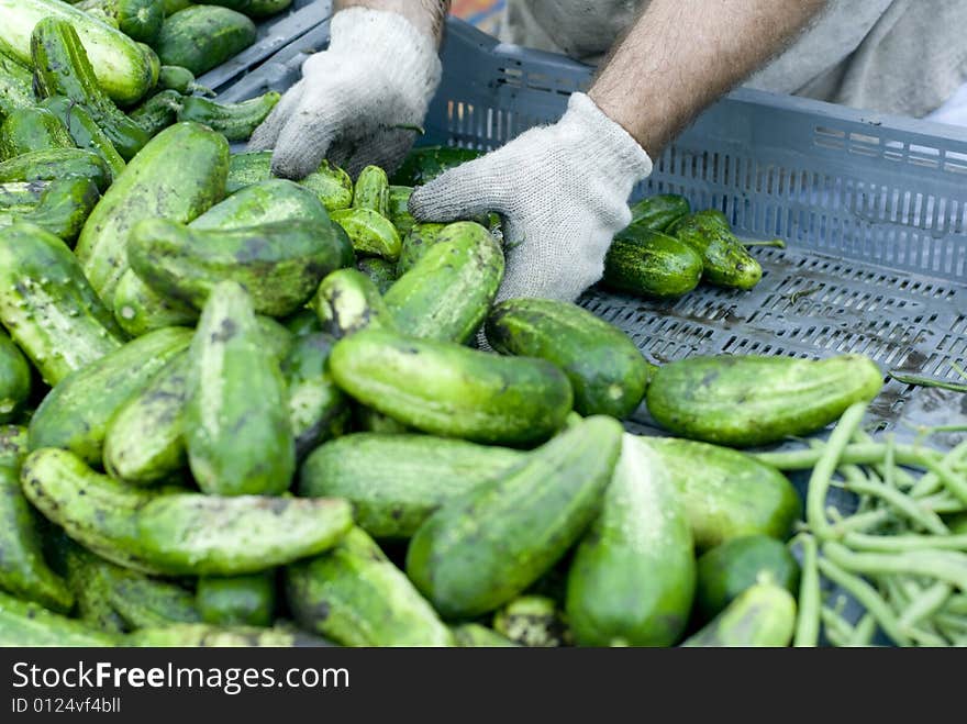 Shiny green cucumbers being delivered to a market. Shiny green cucumbers being delivered to a market.