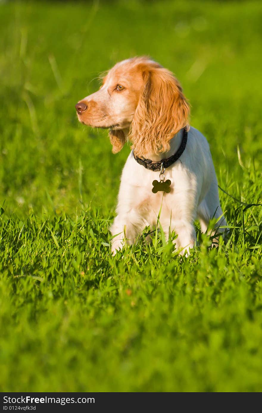 Dog lays on a green grass. Dog lays on a green grass