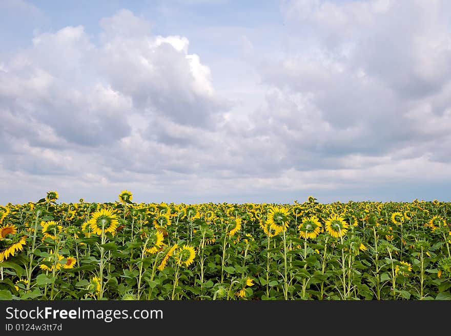 Sun-flowers field under the cloudy sky. Sun-flowers field under the cloudy sky