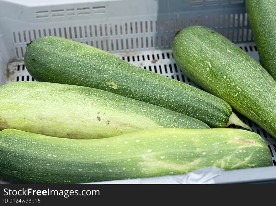 Several pale green zucchini in a gray crate. Several pale green zucchini in a gray crate.