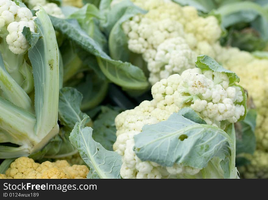 Tightly packed cauliflower heads enveloped by their leaves. Tightly packed cauliflower heads enveloped by their leaves.