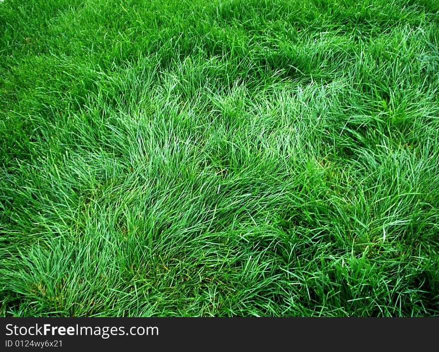 Uncut green grass land for resting