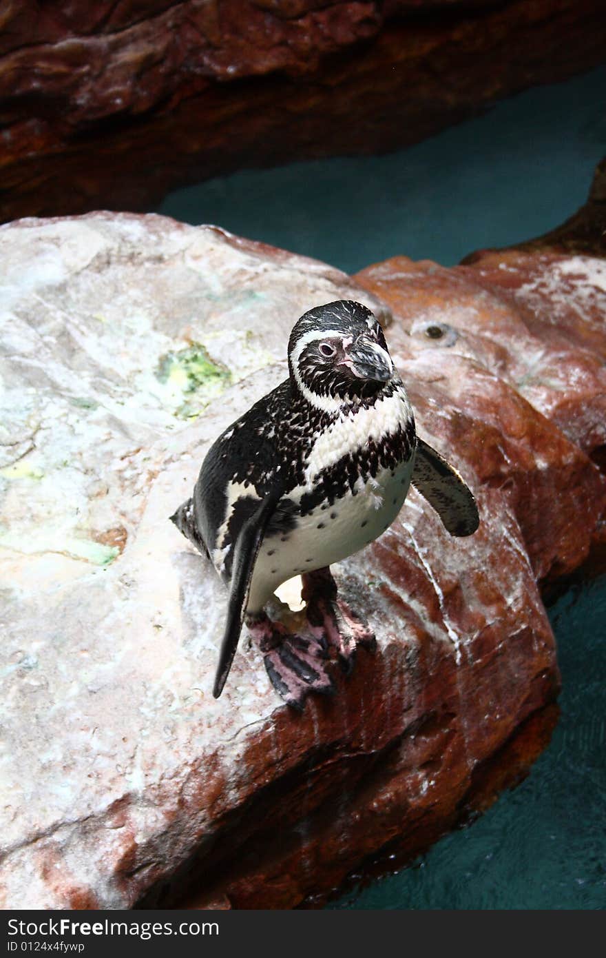 A juvenile penguin sitting on rock looking at camera