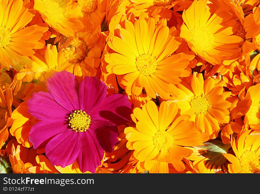 Bright orange background with flowers. Bright orange background with flowers