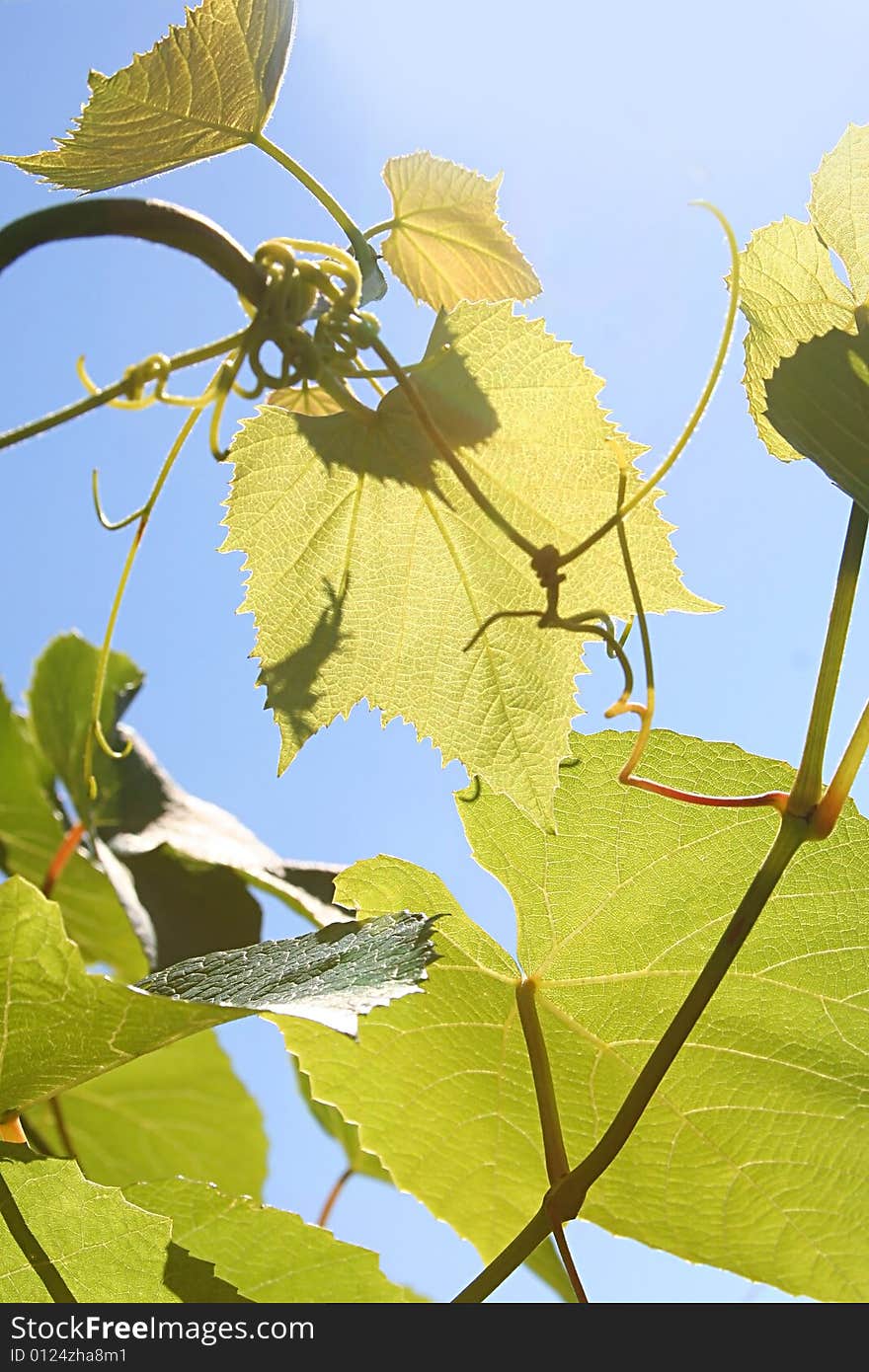 Fresh green leaves on blue background