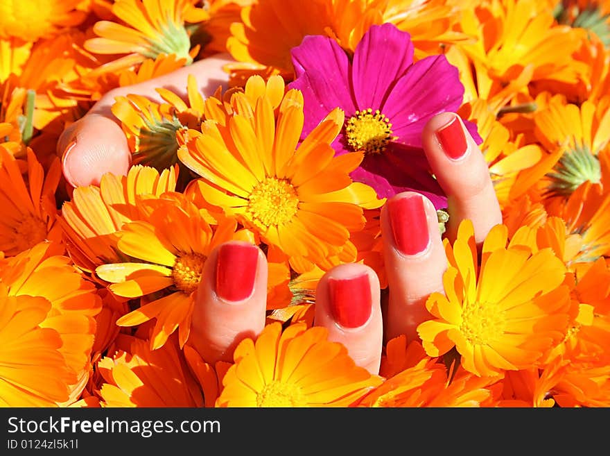 Woman's hend with bright flowers. Woman's hend with bright flowers