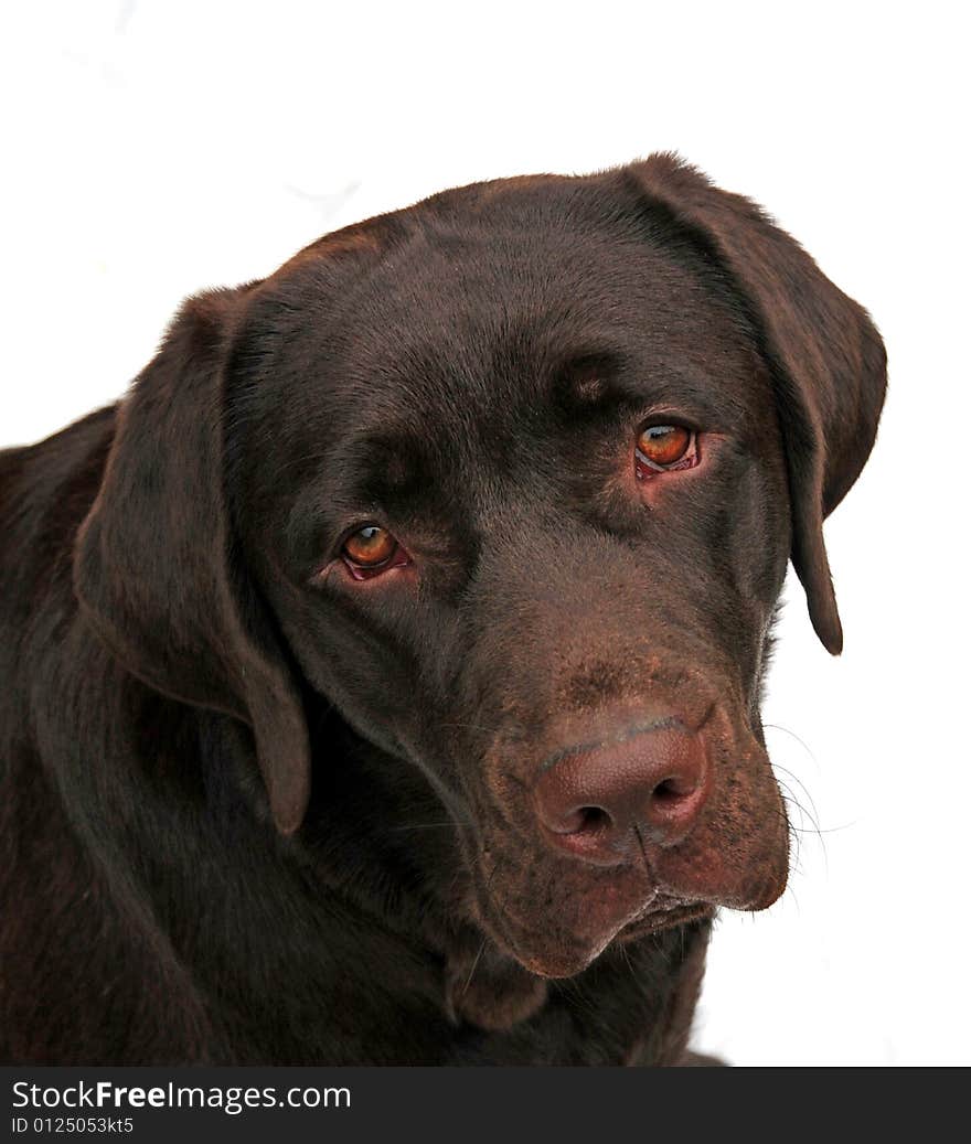 Isolated shot of an adorable chunky labrador puppy. Isolated shot of an adorable chunky labrador puppy