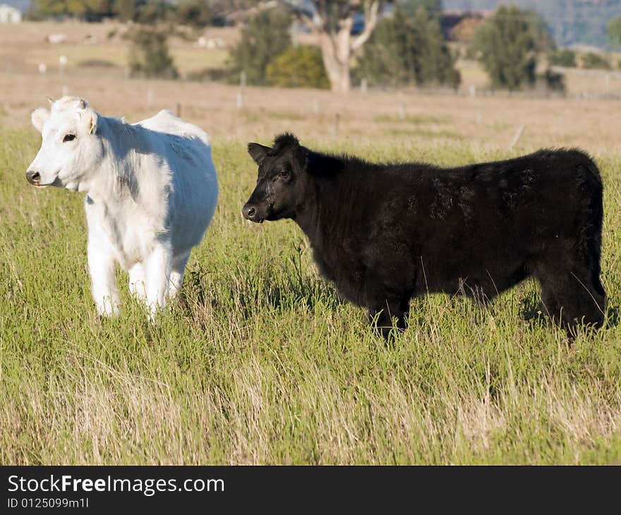 Two cows took my eye because they were identical apart from being opposite colours. Two cows took my eye because they were identical apart from being opposite colours