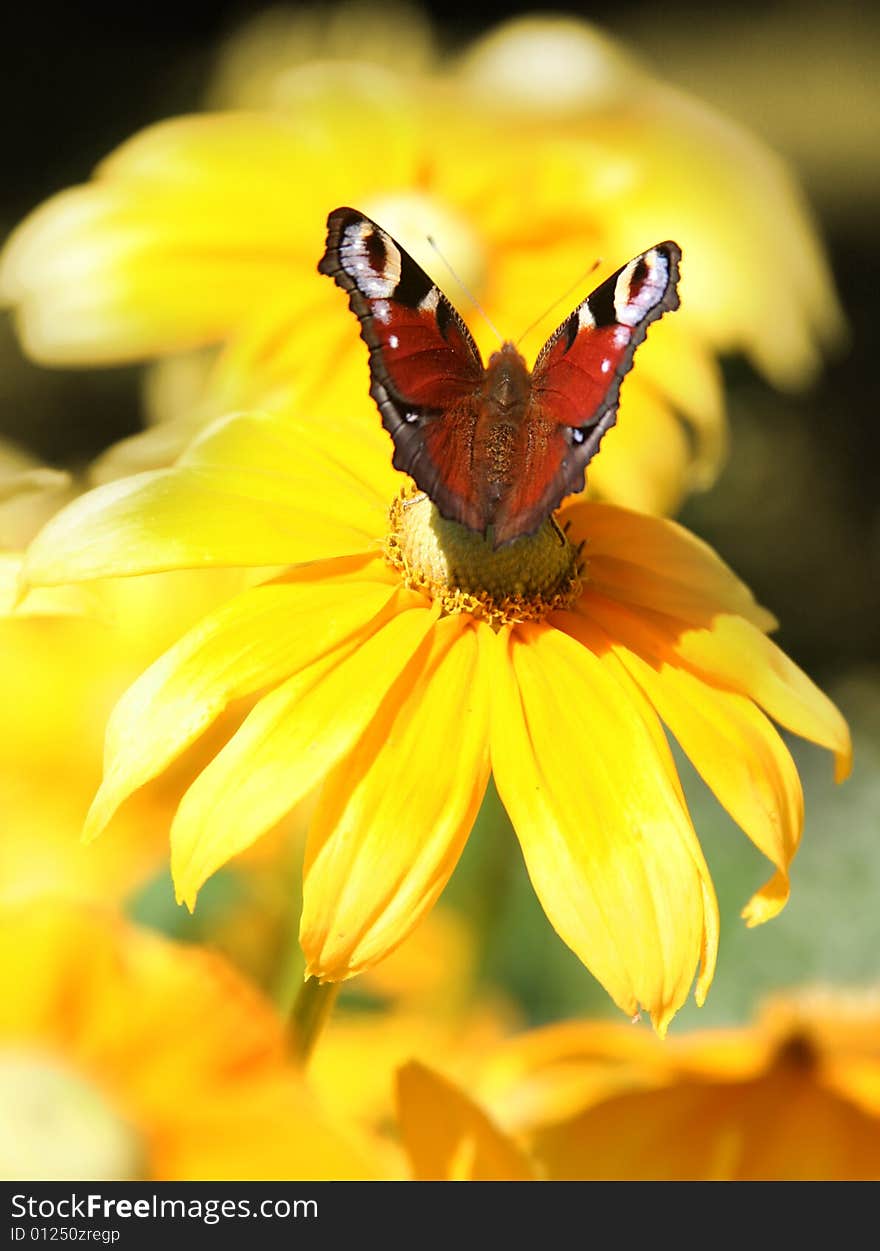 Butterfly on bright yellow flower