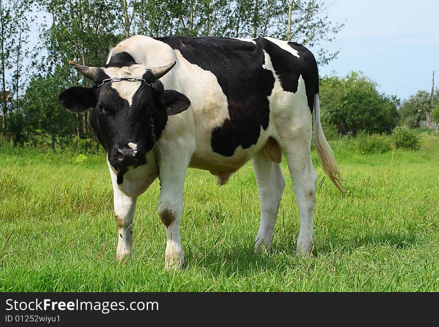 The Bull Is Grazed On A Meadow