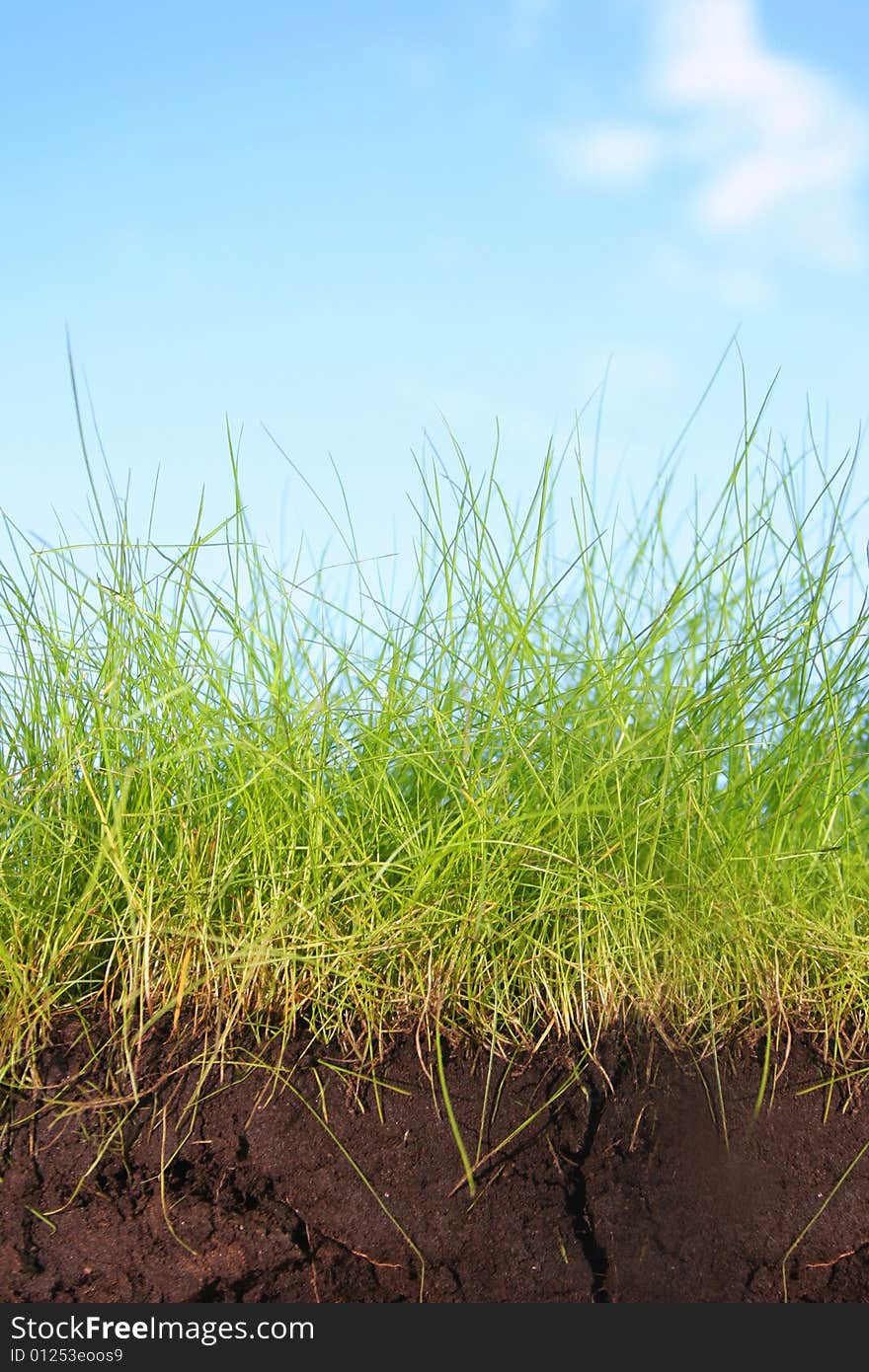 Green grass and blue sky. Green grass and blue sky