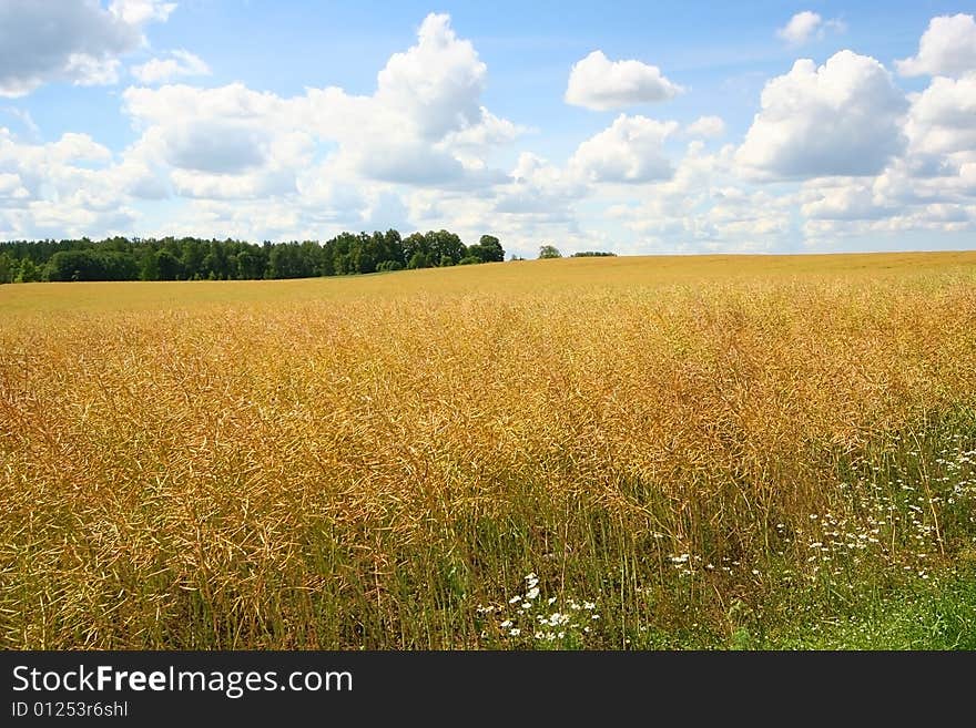 Bright yellow meadow and cloudy sky. Bright yellow meadow and cloudy sky