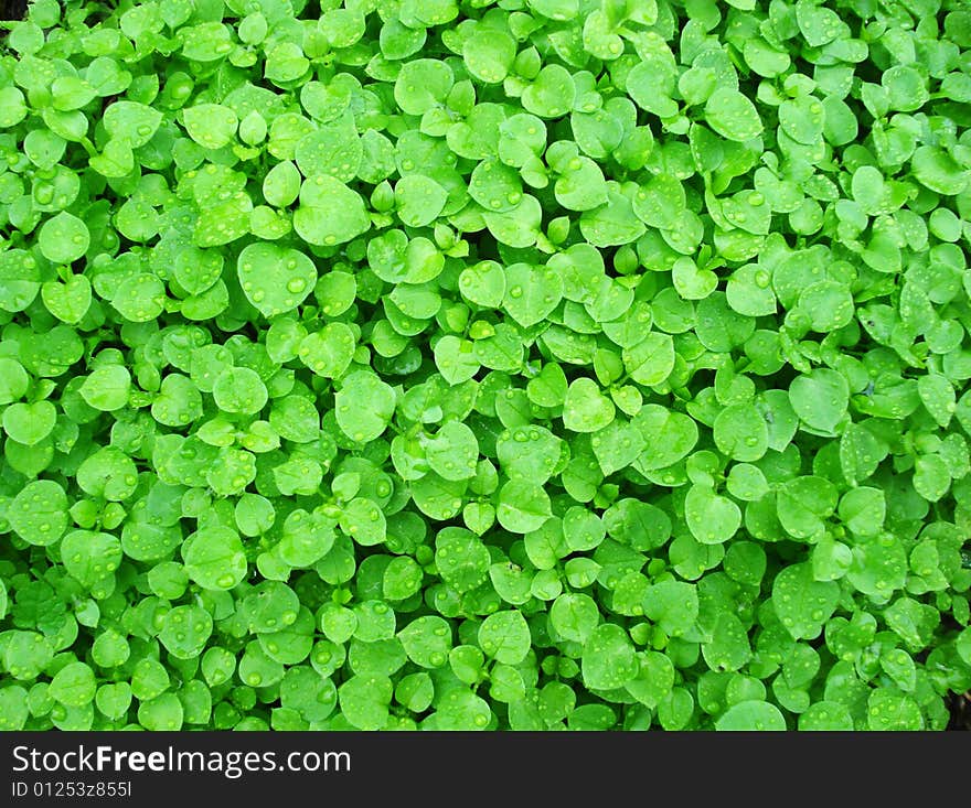 Green young leaves with raindrops. Green young leaves with raindrops