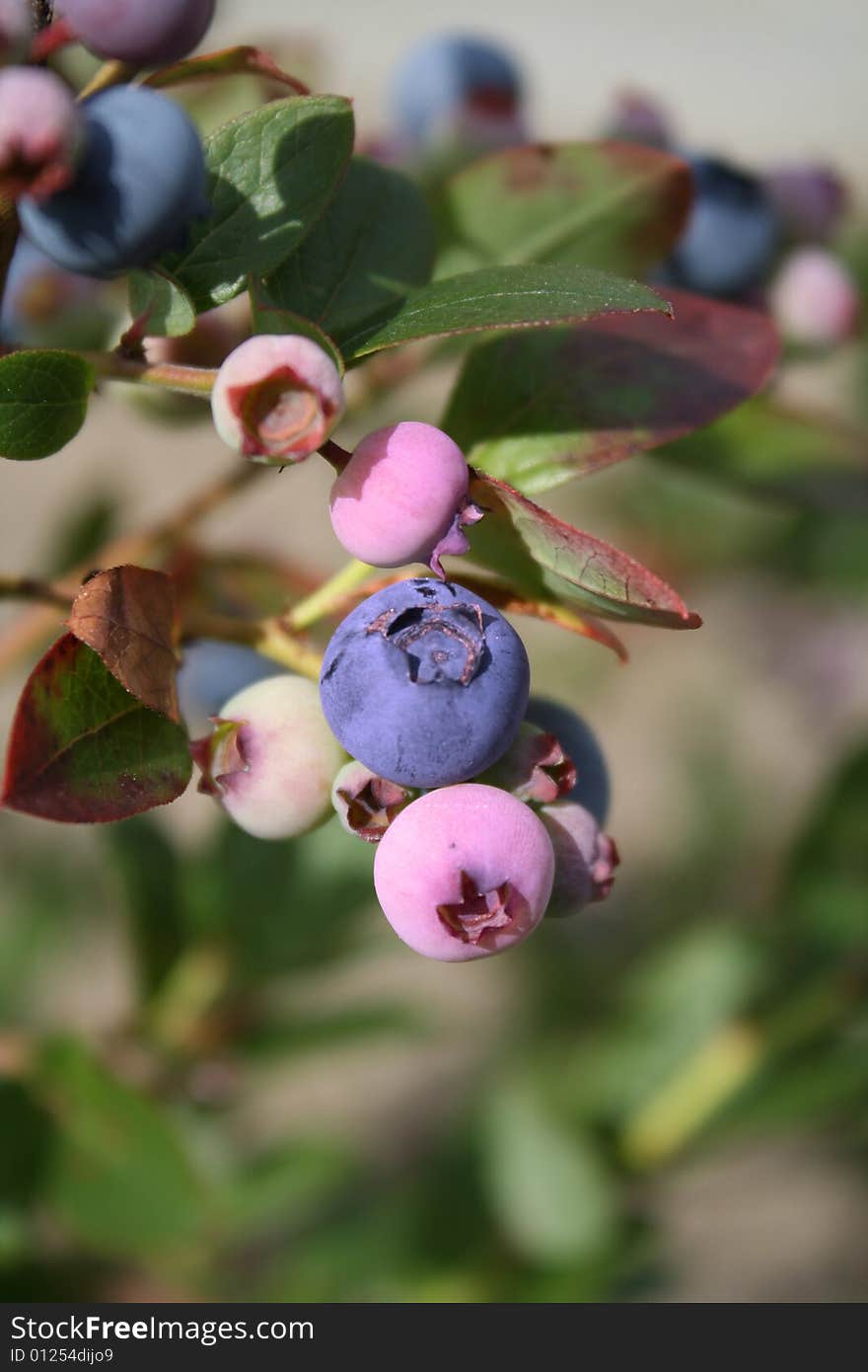 Blueberries