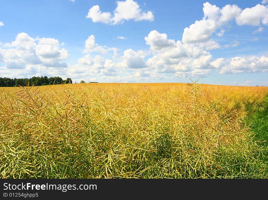 Bright yellow meadow and cloudy sky. Bright yellow meadow and cloudy sky