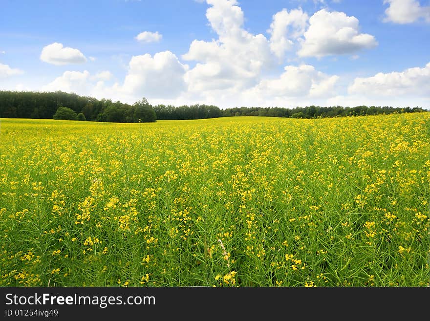 Yellow rape meadow and cloudy sky