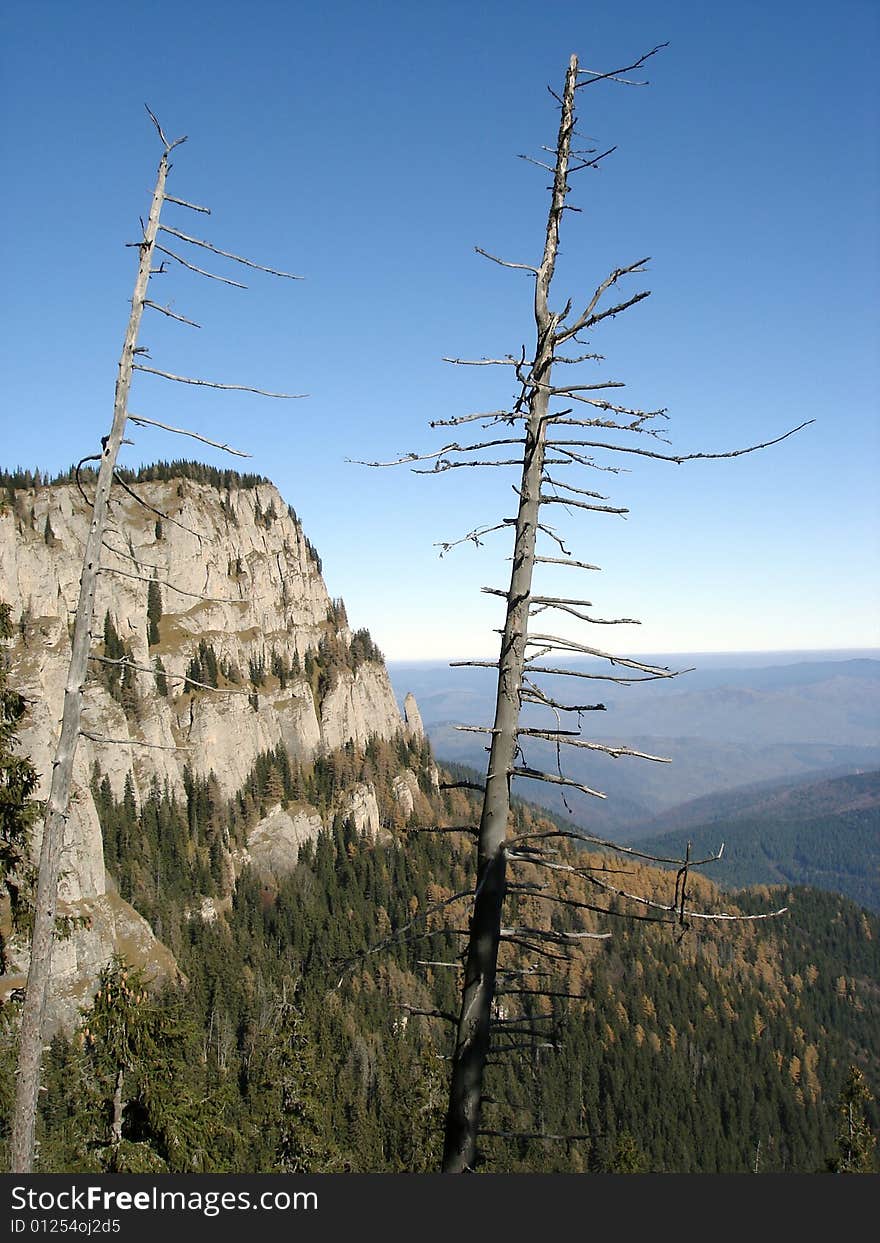 Dead Trees Up Into The Mountains. Dead Trees Up Into The Mountains.