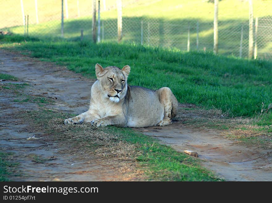 a lioness lying on the road in a game park in south africa. a lioness lying on the road in a game park in south africa