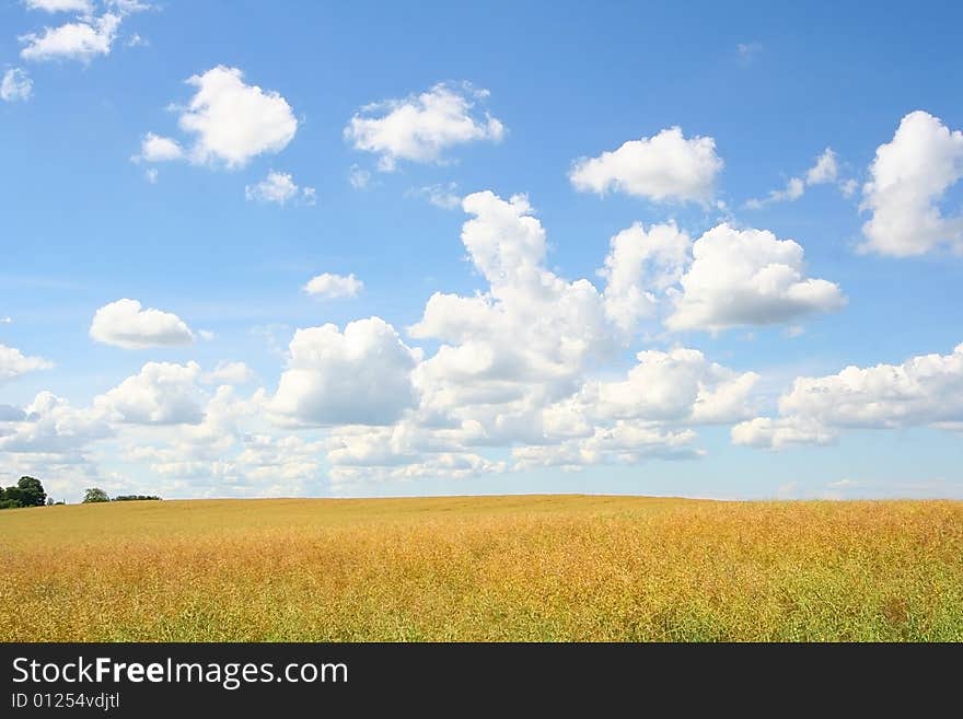 Bright yellow meadow and cloudy sky. Bright yellow meadow and cloudy sky