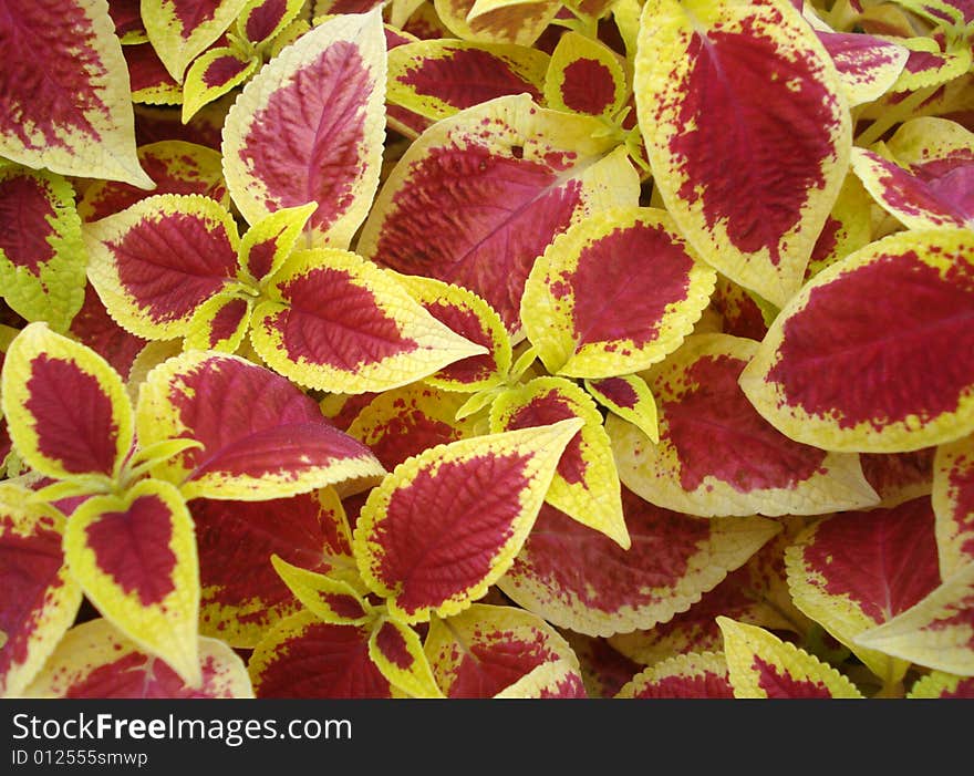 White and red blush leaves. White and red blush leaves