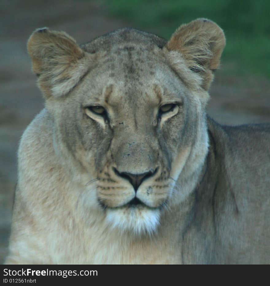 An african lioness lying in the road on a game farm in South Africa