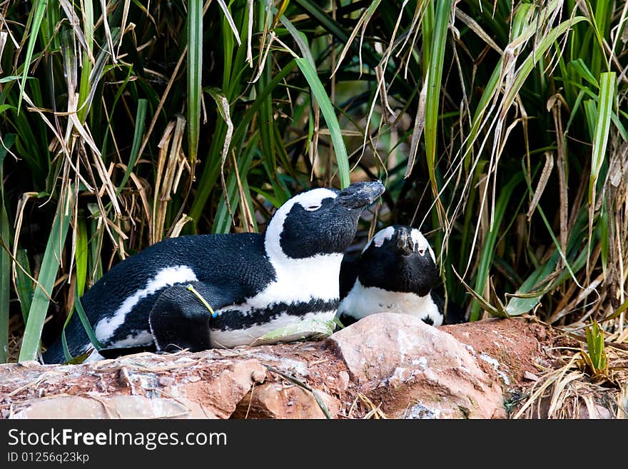 Taken at south lakes wild animal park. Taken at south lakes wild animal park