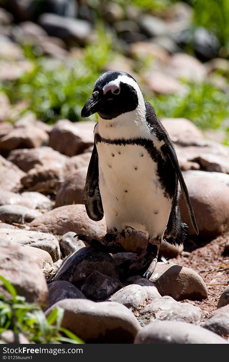 Taken at south lakes wild animal park. Taken at south lakes wild animal park