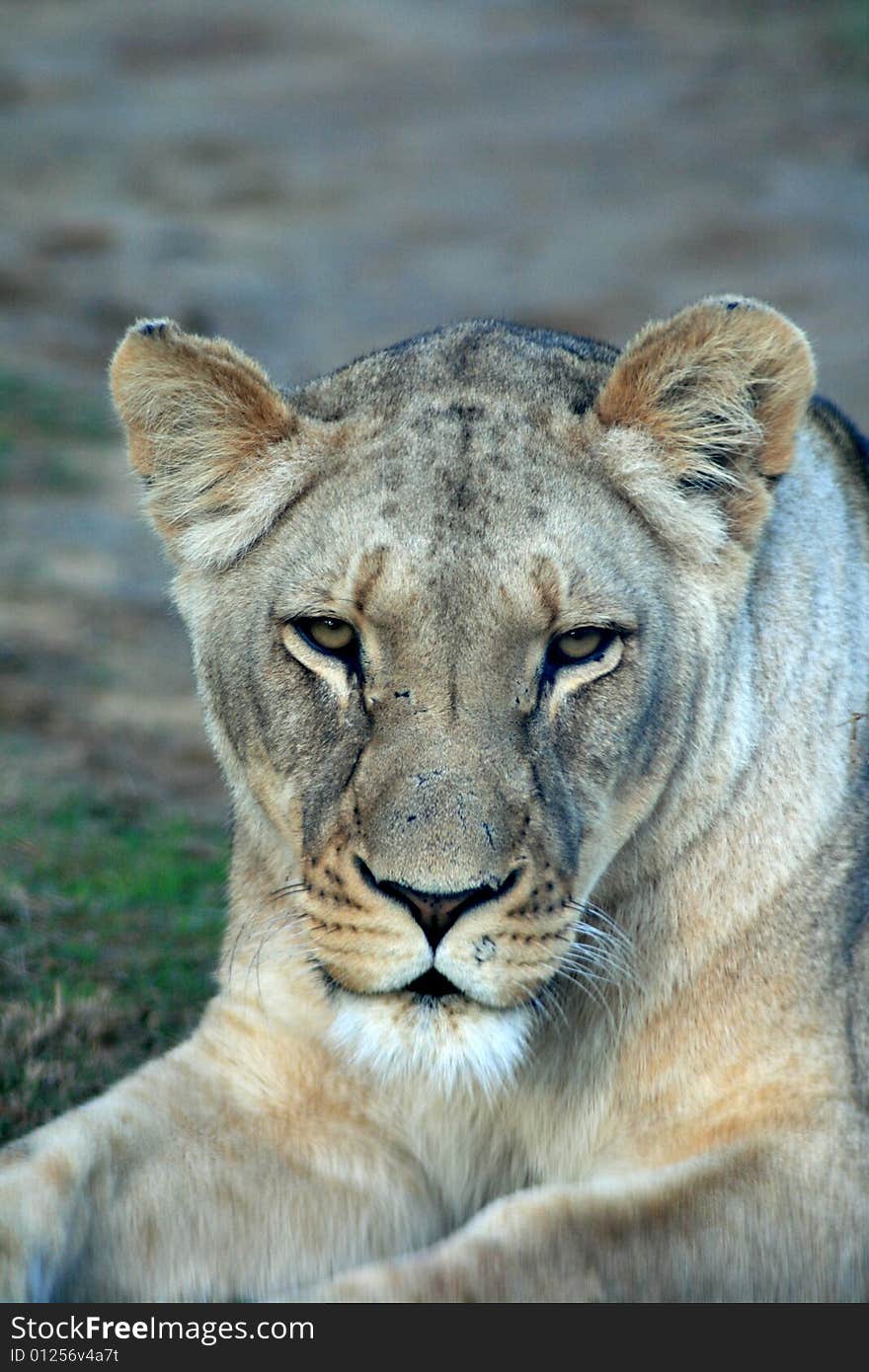 An african lioness lying in the road on a game farm in South Africa