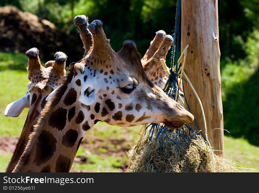 Taken at south lakes wild animal park. Taken at south lakes wild animal park