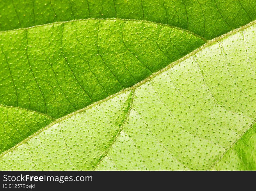 Close up of leaf texture as background.