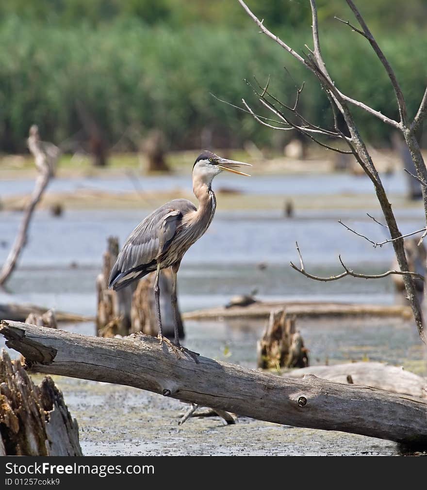 Great blue heron perched in a marsh