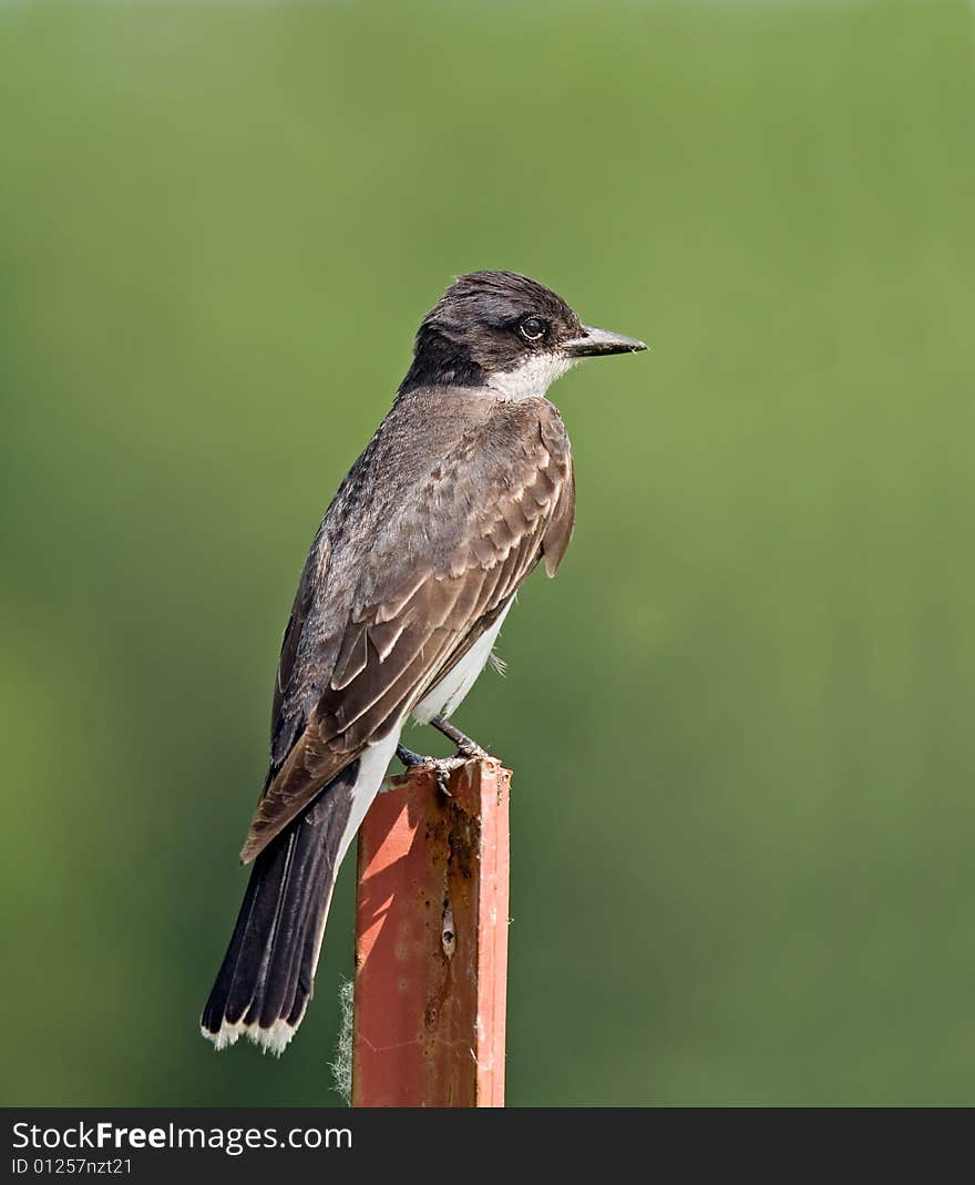 Kingbird