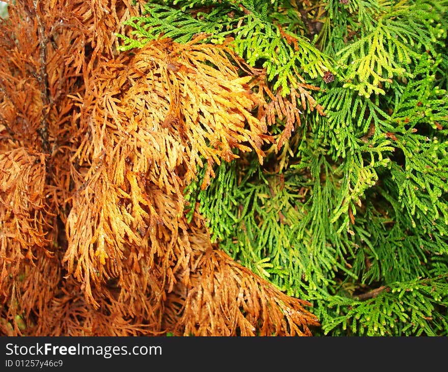 Green and red flocky fir