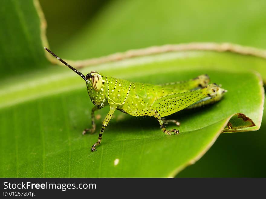 Macro of a green grasshopper sitting on leaf.